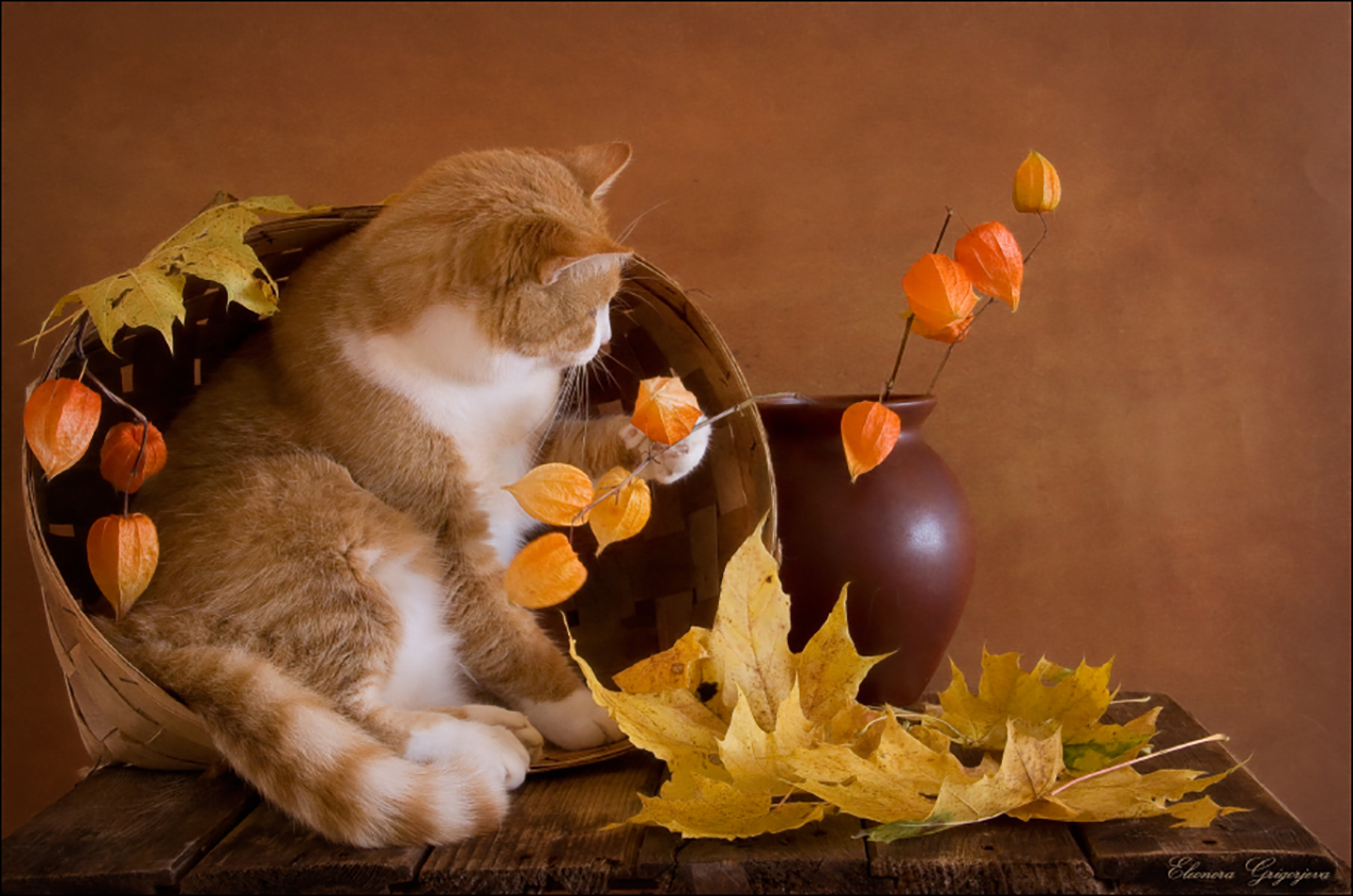 Осенний букет и котик